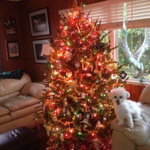 🎄 MEET YOUR PICTURED POSHER - Scoob E Doobie D Doge (He's Italian!)